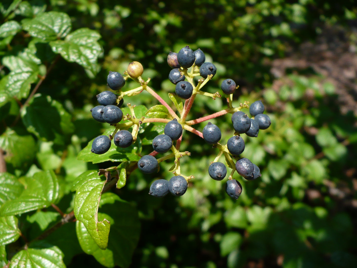 Arrowwood Viburnum 10 Seeds Viburnum dentatum