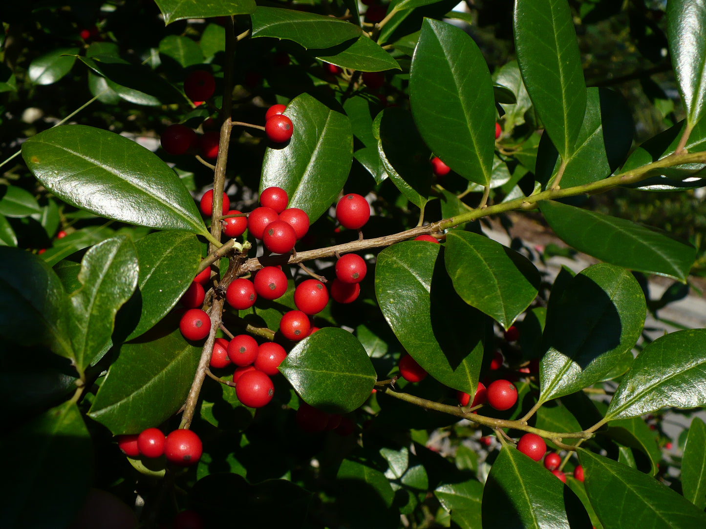 Topal Holly Evergreen Tree Ilex attenuata 20 Seeds  USA Company