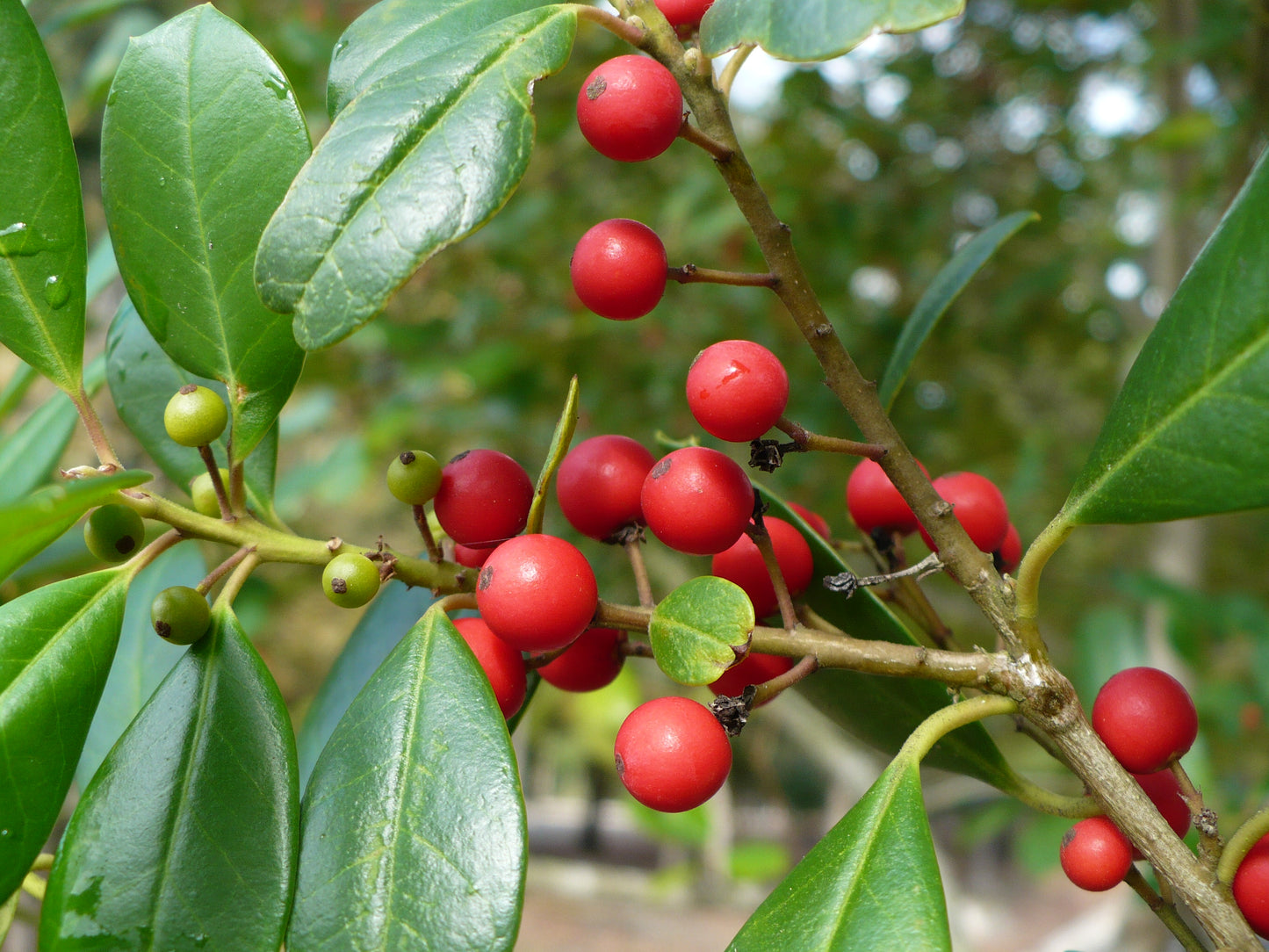 Topal Holly Evergreen Tree Ilex attenuata 20 Seeds  USA Company