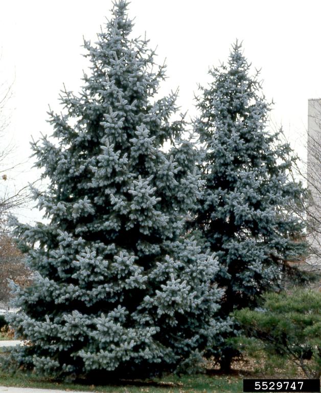 Blue Spruce Picea pungens 100 Seeds  USA Company