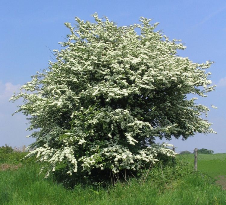 English Hawthorn Crataegus monogyna 200 Seeds  USA Company