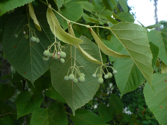 Tilia americana (American Basswood, American Linden, Basswood, Bee Tree,  Carolina Basswood, Lime Tree, Linden, White Basswood, White Wood)