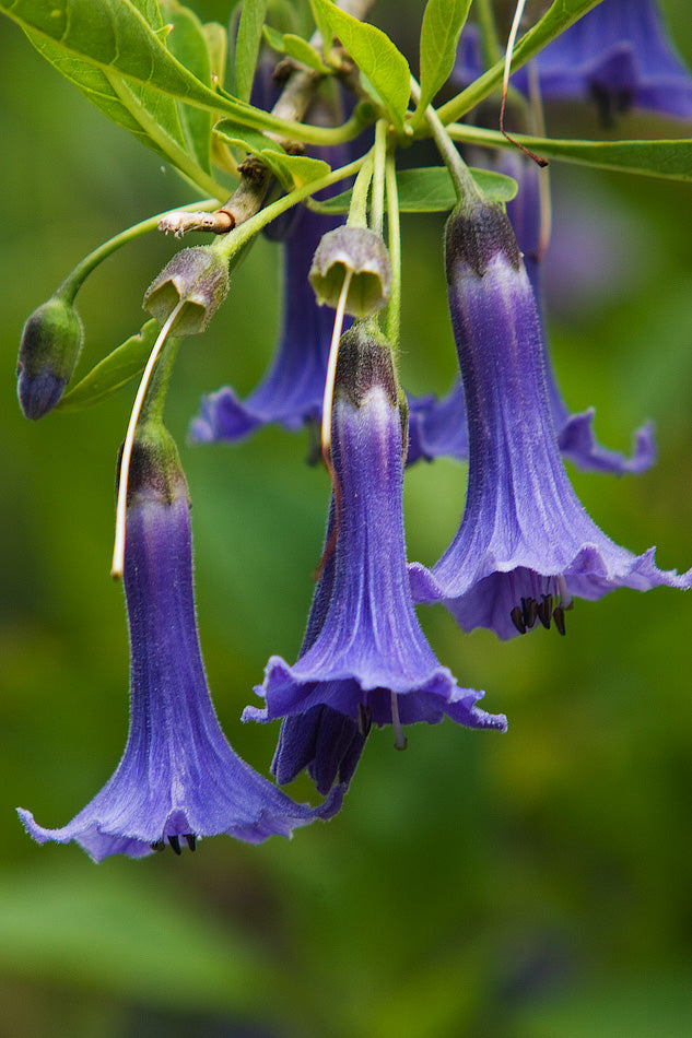 lavender angel trumpet plant Blue Angels Trumpet Acnistus australis 50 Seeds – R&B Floridaseeds