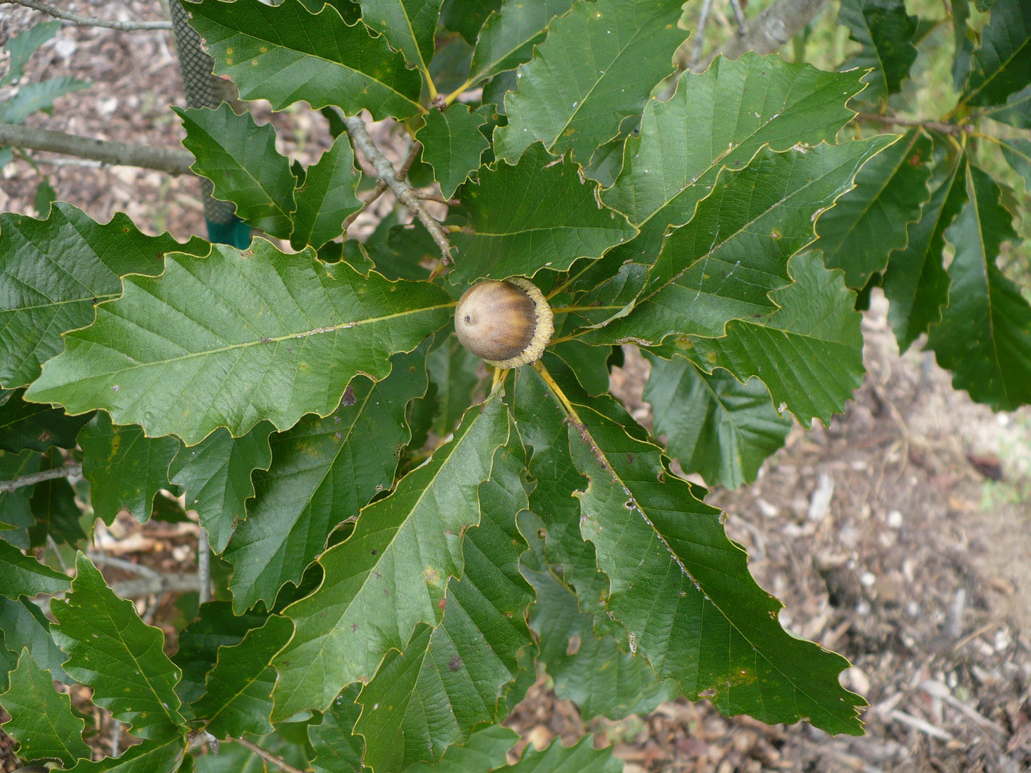Chinkapin Oak 10 Seeds Quercus muehlenbergii