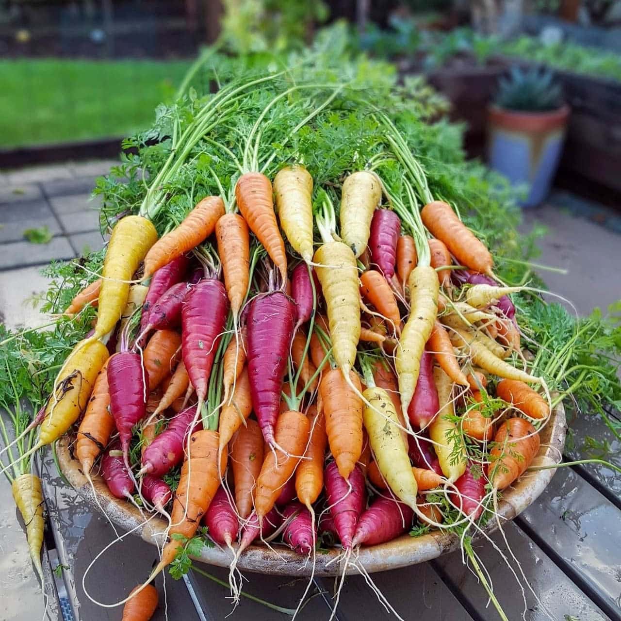 Rainbow Carrot Mix 100 Seeds Daucus carota