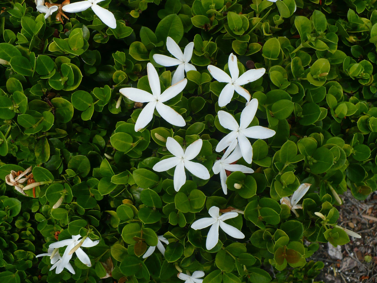 Natal Plum Carissa macrocarpa 20 Seeds