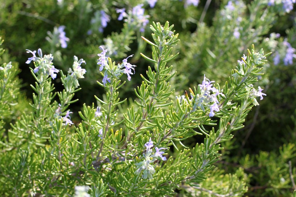 Rosemary 100 Seeds Rosmarinus officinalis