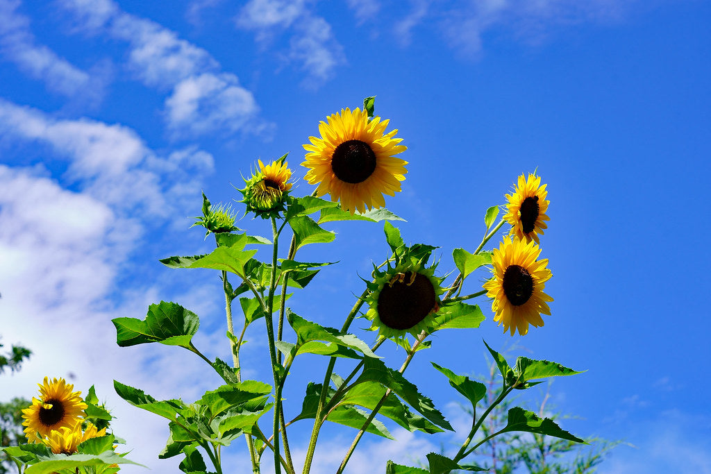 Sunflower ‘Henry Wilde’ 100 Seeds Helianthus annuus