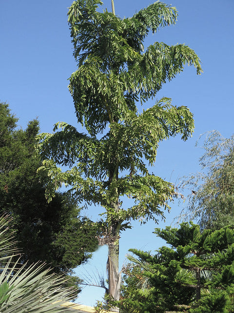 Chinese Fishtail Palm 10 Seeds Caryota ochlandra