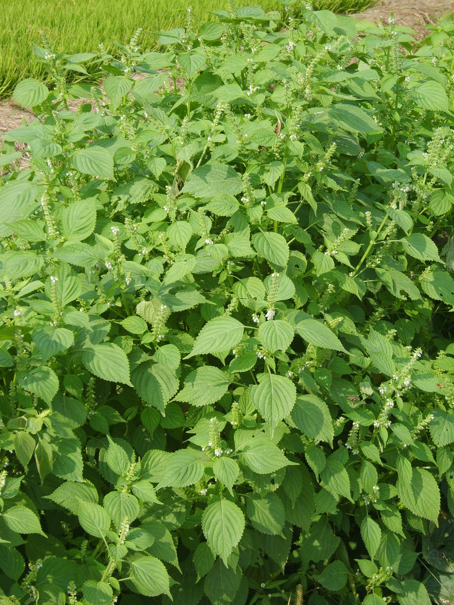 Beefsteak Plant 100 Seeds Perilla frutescens
