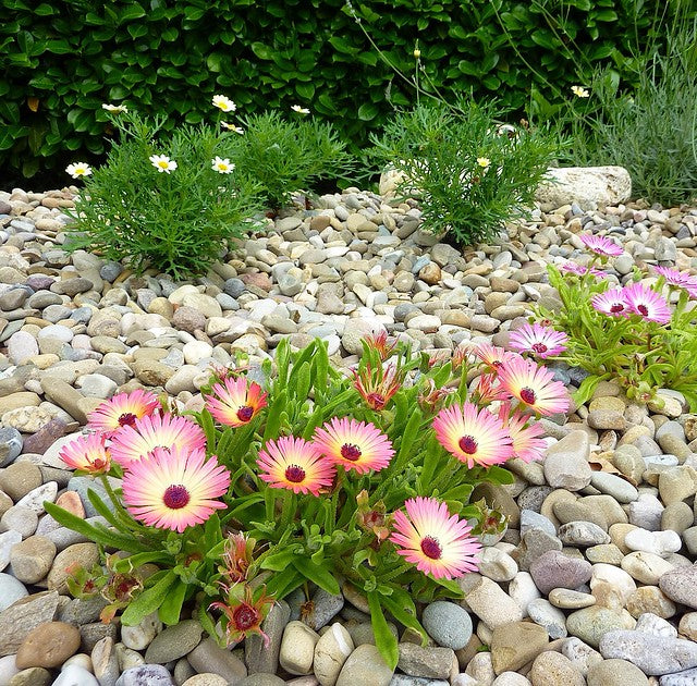 Ice Plant 100 Seeds Mesembryanthemum criniflorum