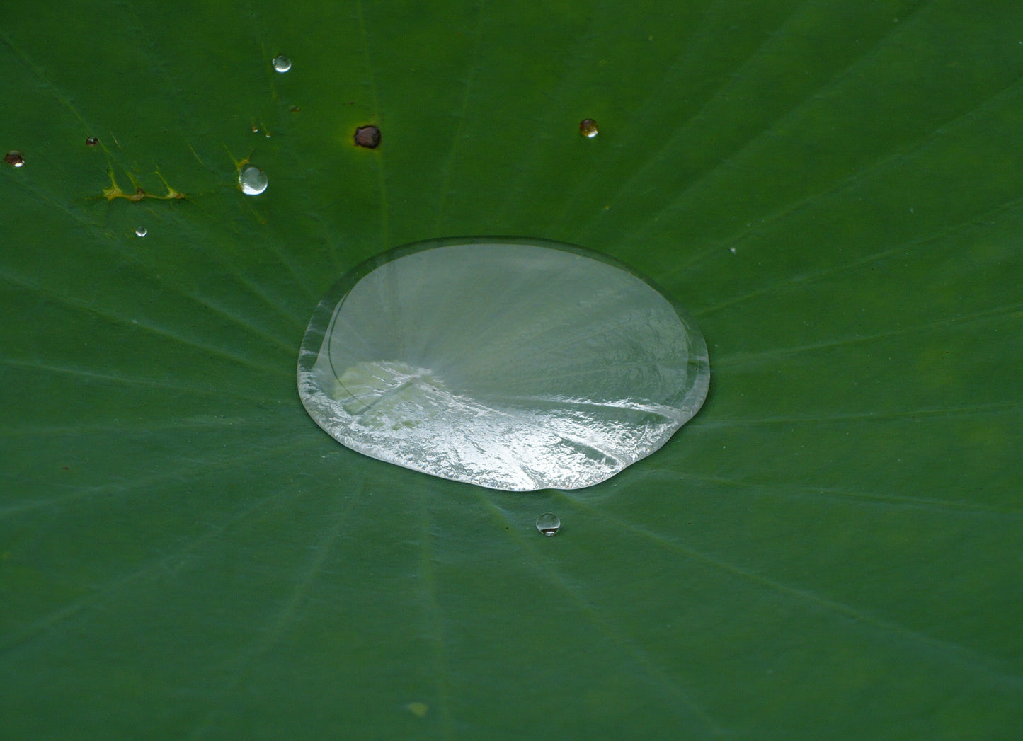 Sacred Lotus Nelumbo nucifera 10 Seeds