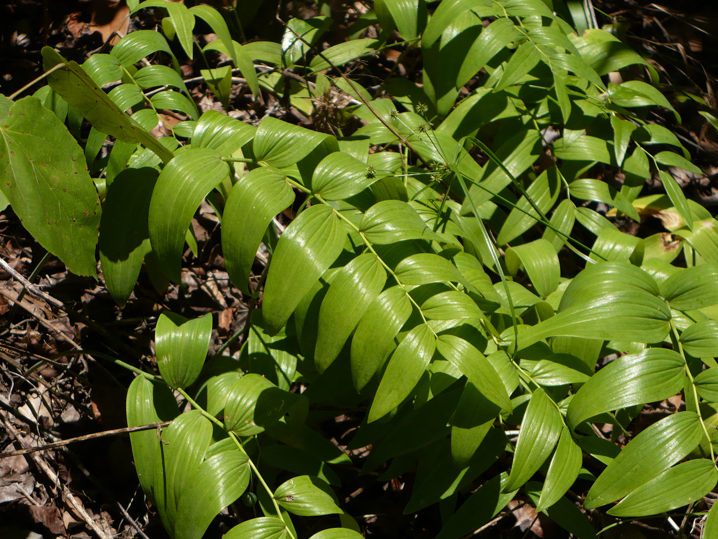 Soloman’s Seal 30 Seeds Polygonatum biflorum
