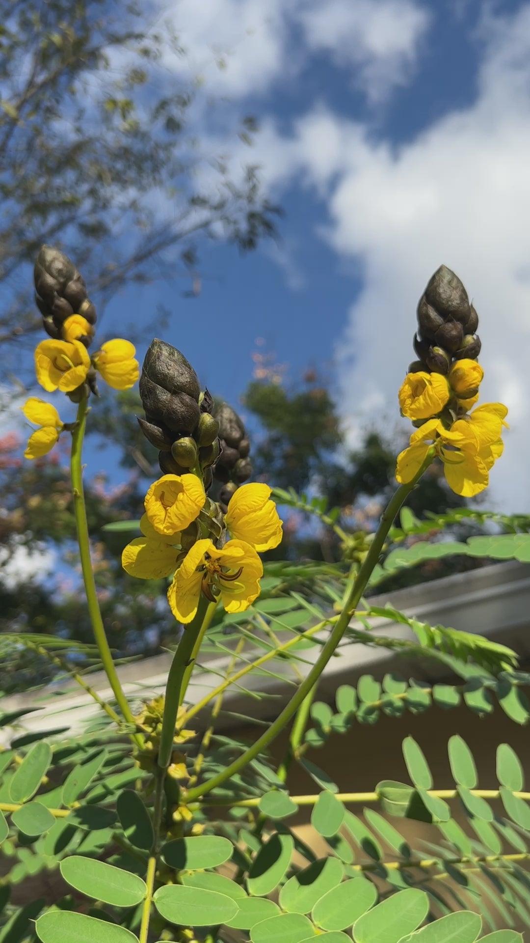 popcorn cassia plant Popcorn Cassia 10 Seeds Cassia didymobotrya – R&B Floridaseeds