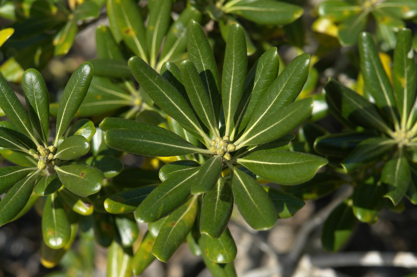 Japanese Mock Orange Pittosporum tobira 20 Seeds  USA Company