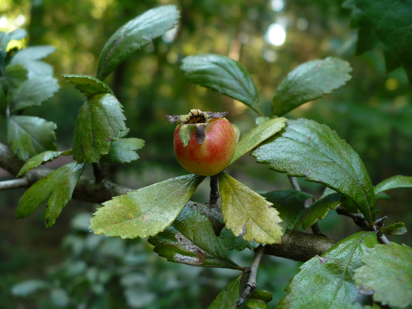 Dwarf Hawthorn 10 Seeds Crataegus uniflora