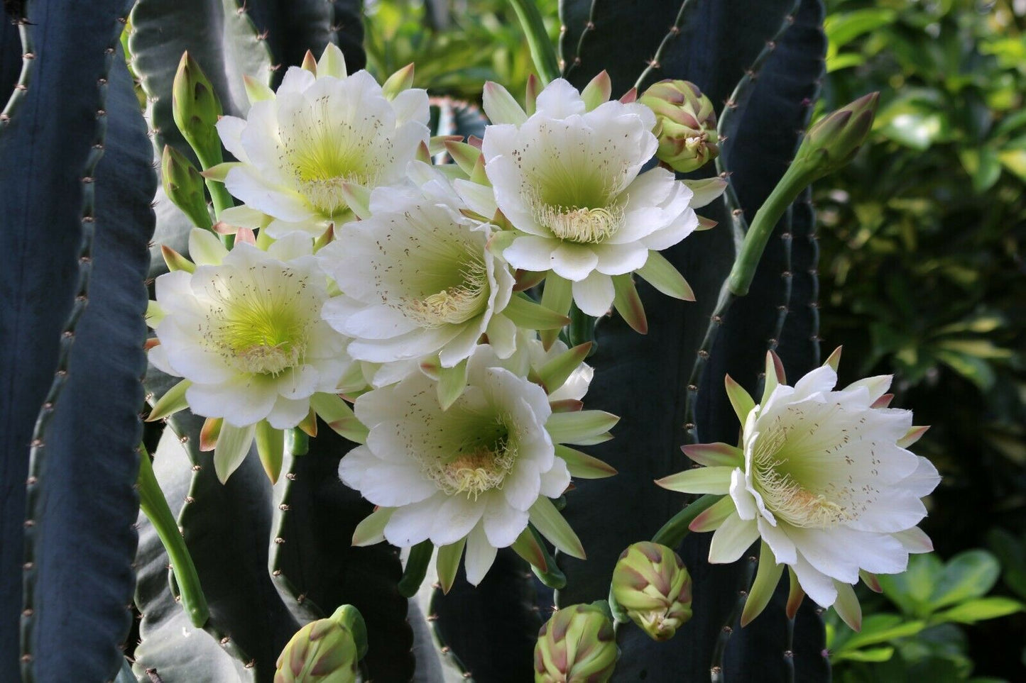 Peruvian Apple Cactus   Cereus repandus  200 Seeds  USA Company