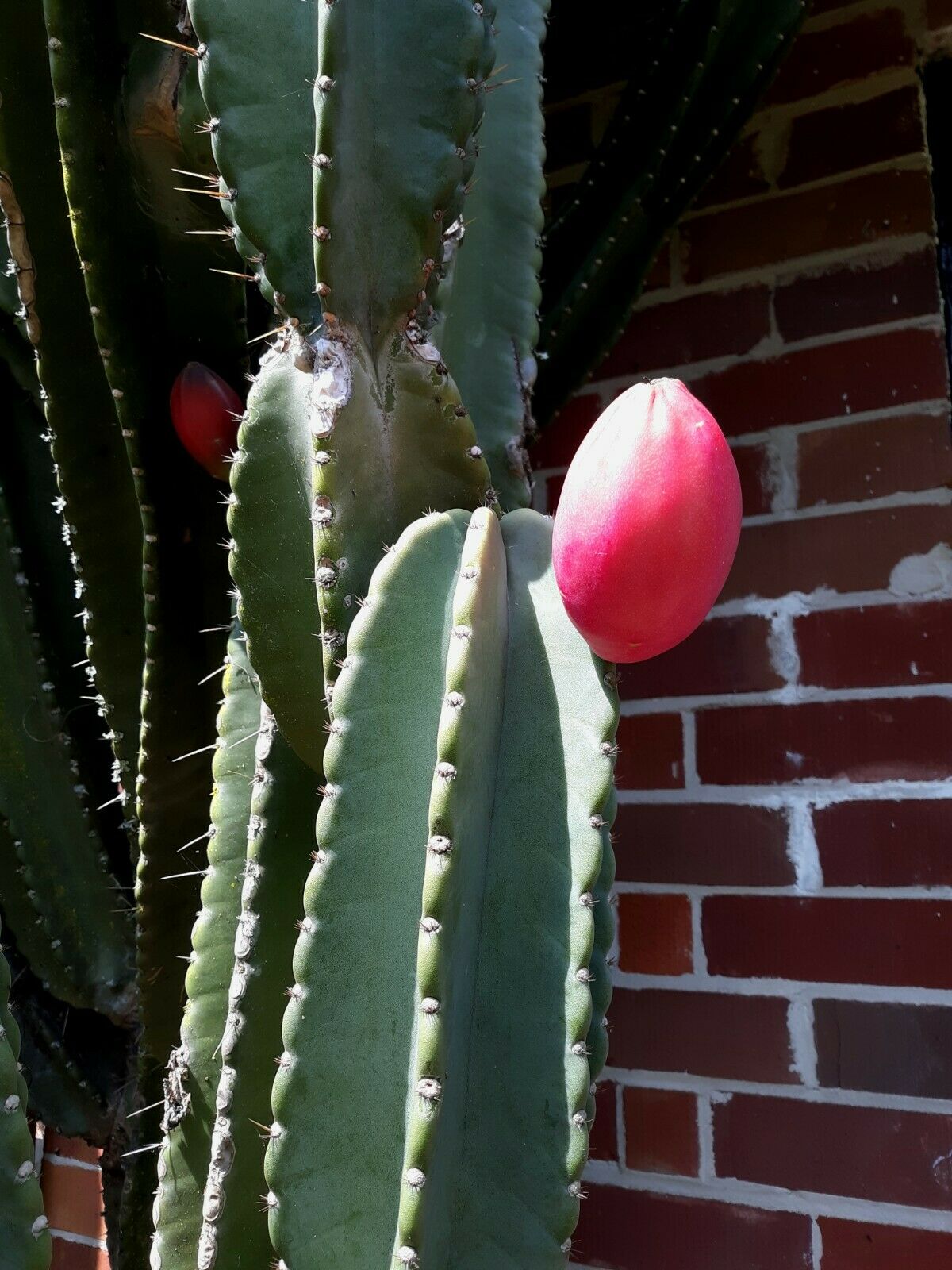 Peruvian Apple Cactus   Cereus repandus  200 Seeds  USA Company