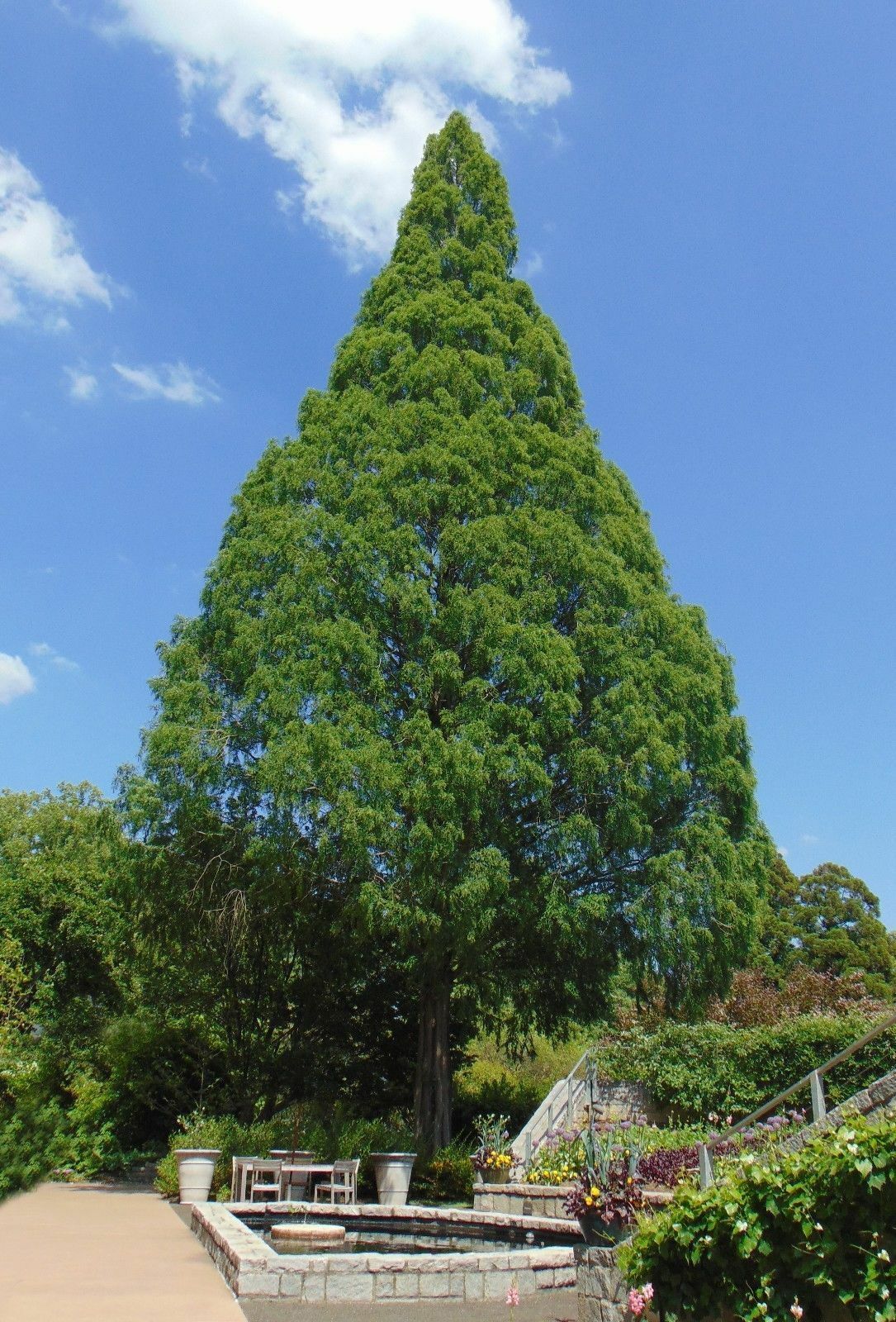 Dawn Redwood Metasequoia glyptostroboides 200 Seeds  USA Company