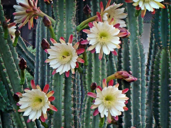 Peruvian Apple Cactus   Cereus repandus  200 Seeds  USA Company