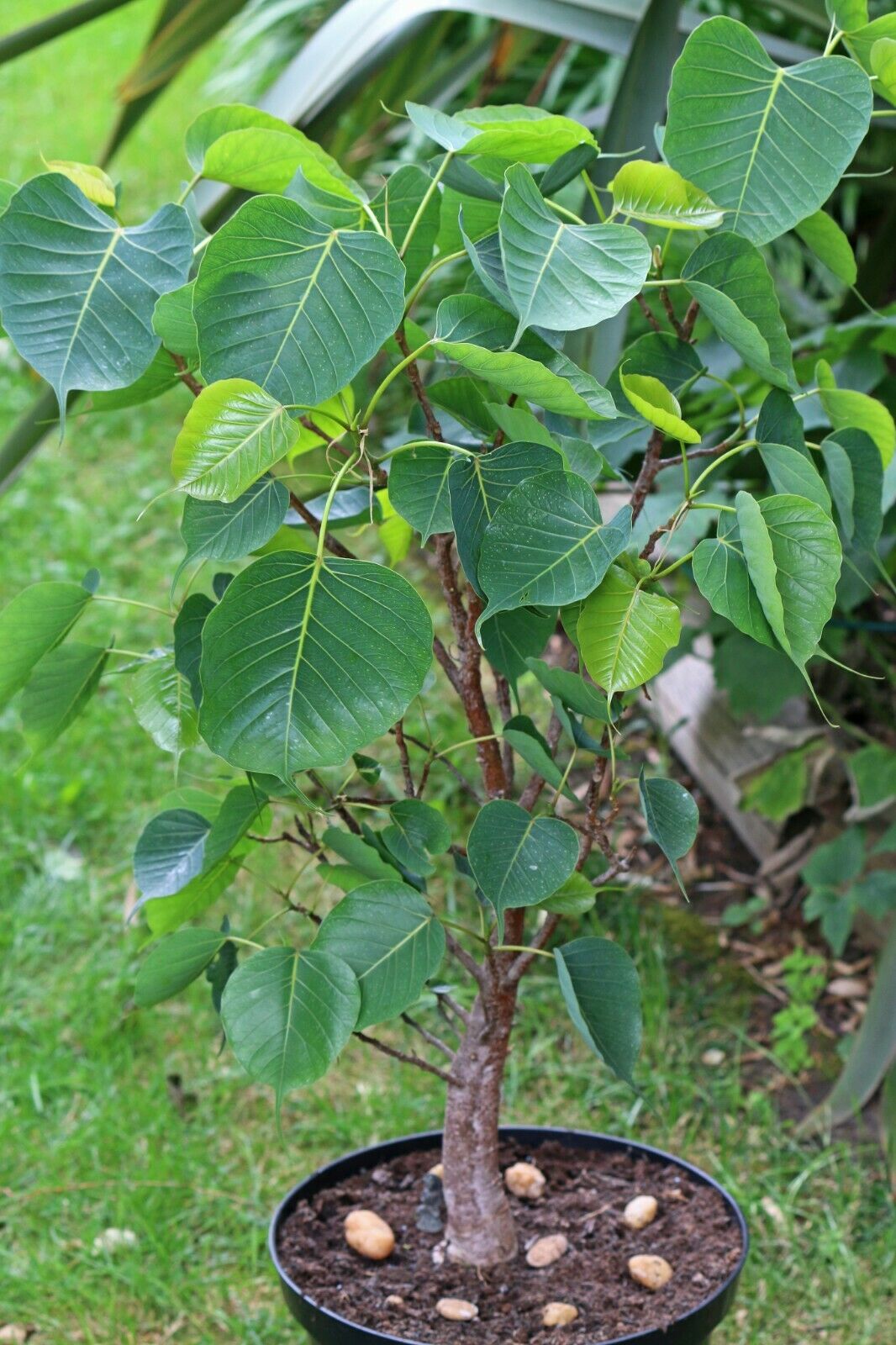 Sacred Fig Bodhi Tree Ficus religiosa 500 Seeds  USA Company