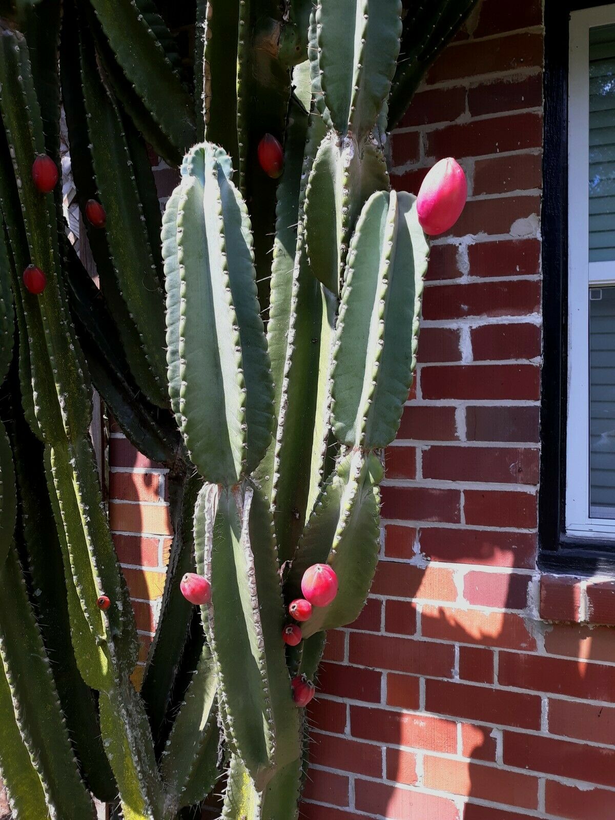 Peruvian Apple Cactus   Cereus repandus  200 Seeds  USA Company