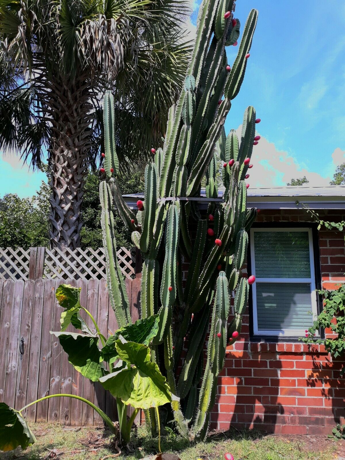 Peruvian Apple Cactus   Cereus repandus  200 Seeds  USA Company