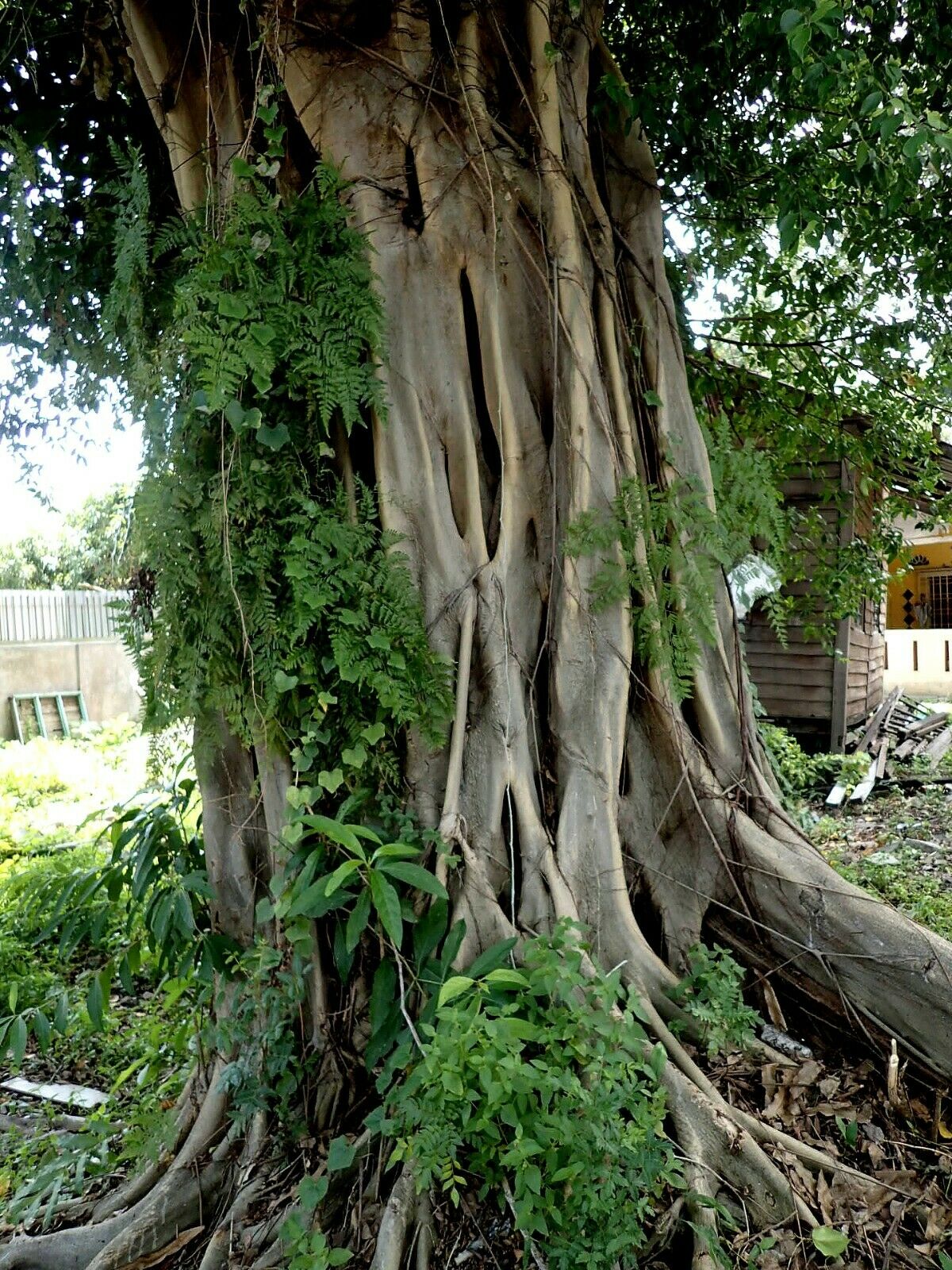 Sacred Fig Bodhi Tree Ficus religiosa 500 Seeds  USA Company