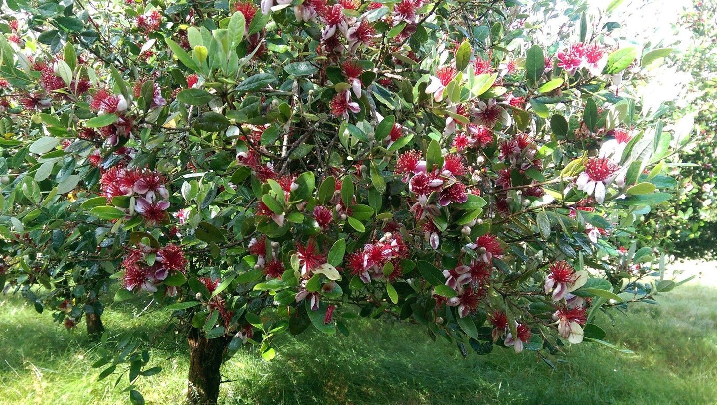 Pineapple Guava Feijoa Feijoa sellowiana 100 Seeds  USA Company