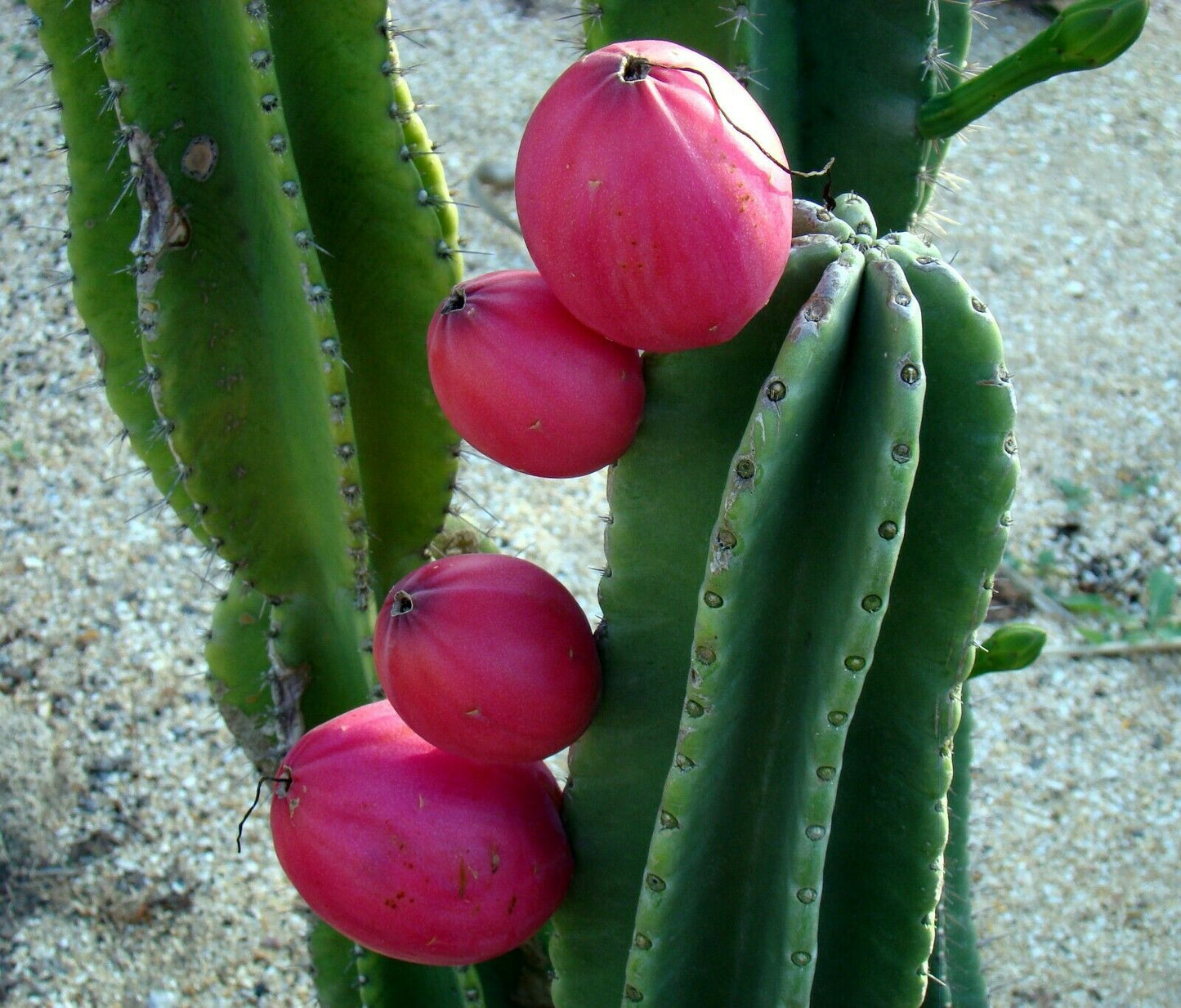 Peruvian Apple Cactus   Cereus repandus  200 Seeds  USA Company
