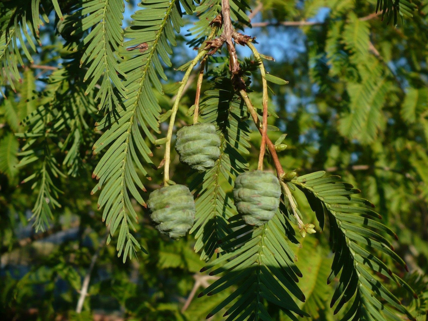 Dawn Redwood Metasequoia glyptostroboides 200 Seeds  USA Company