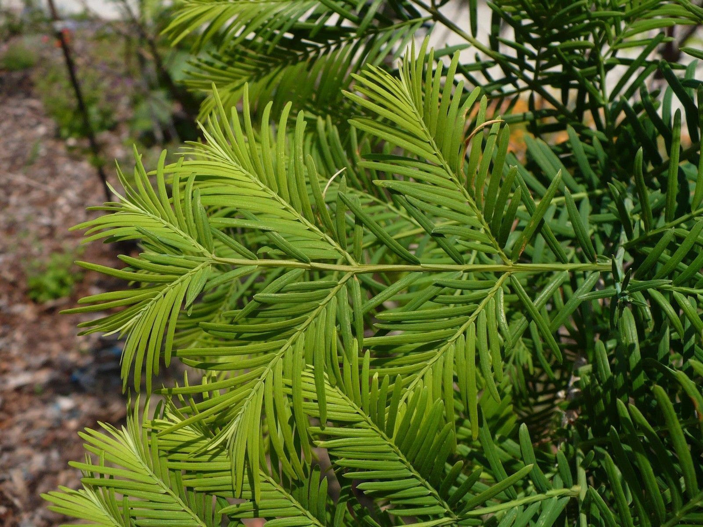 Dawn Redwood Metasequoia glyptostroboides 200 Seeds  USA Company