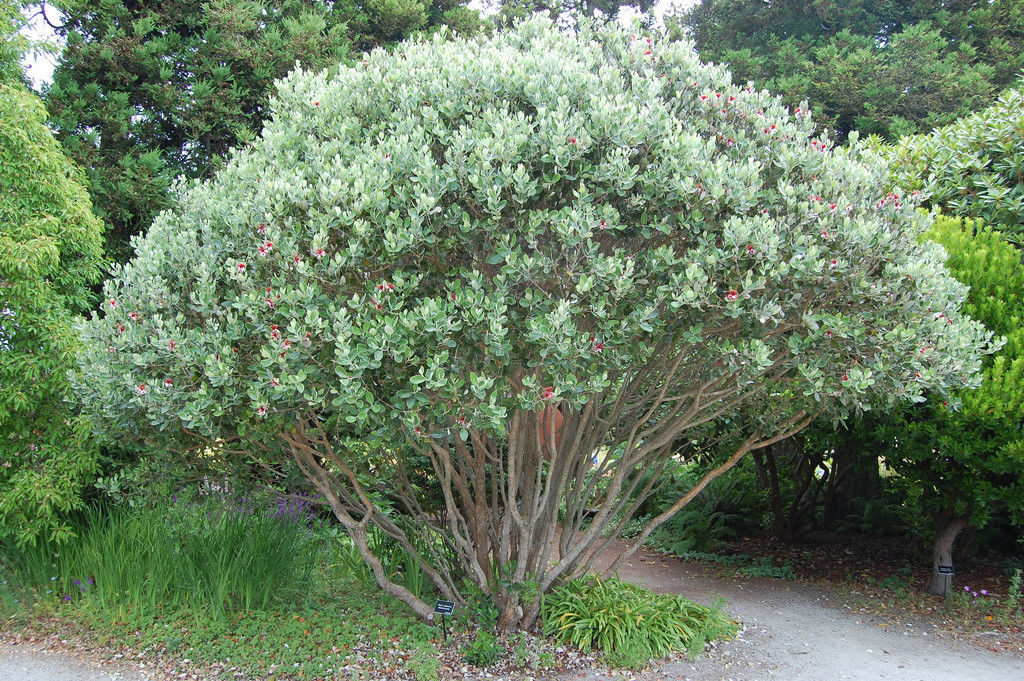 Pineapple Guava Feijoa Feijoa sellowiana 100 Seeds  USA Company