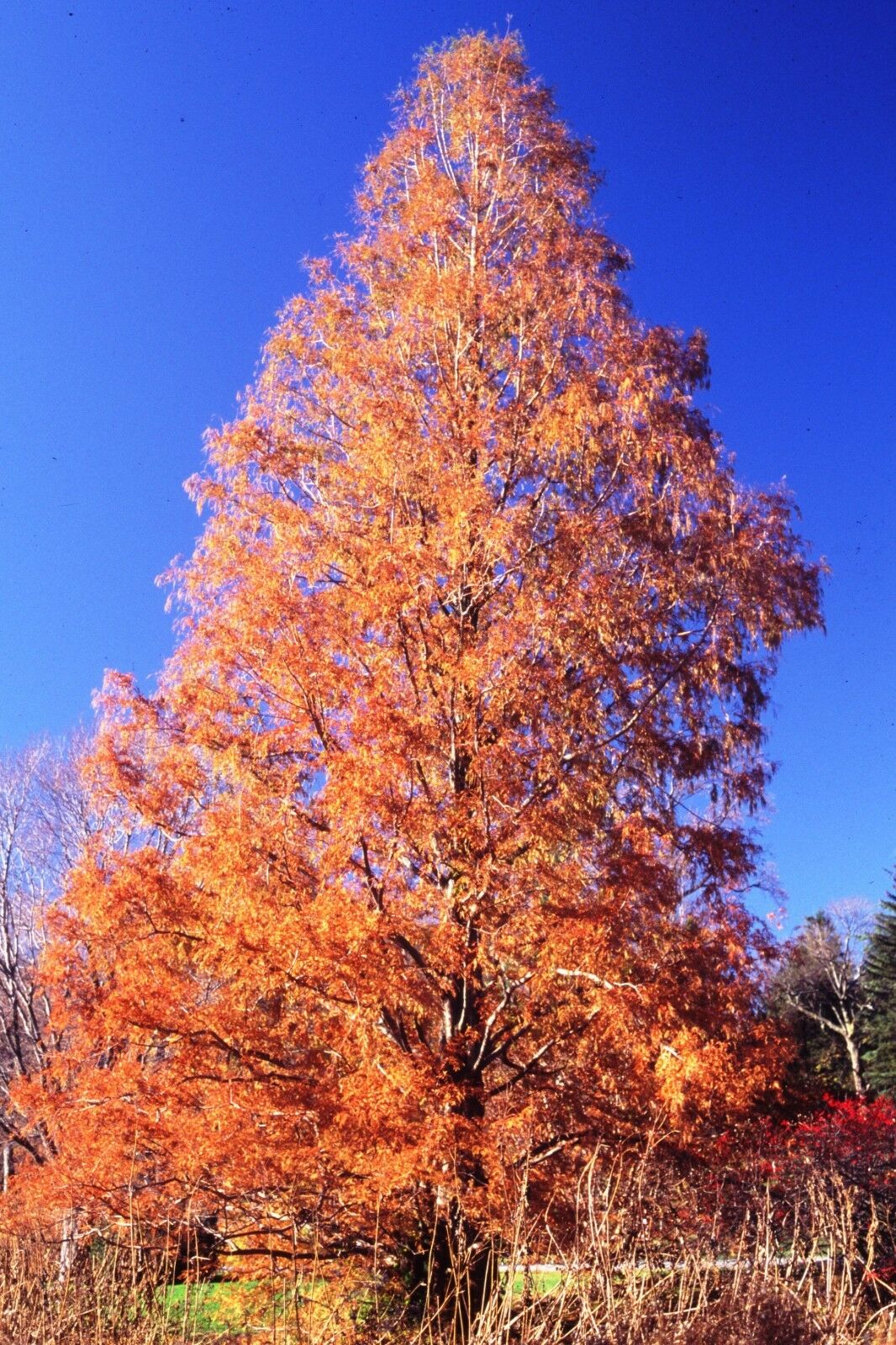 Dawn Redwood Metasequoia glyptostroboides 200 Seeds  USA Company