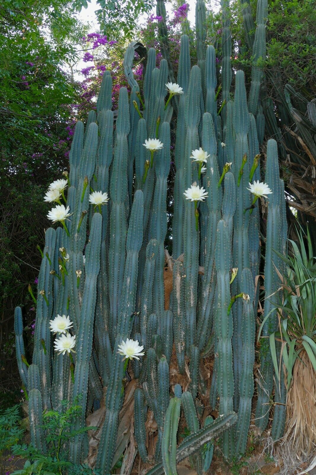 Peruvian Apple Cactus   Cereus repandus  200 Seeds  USA Company