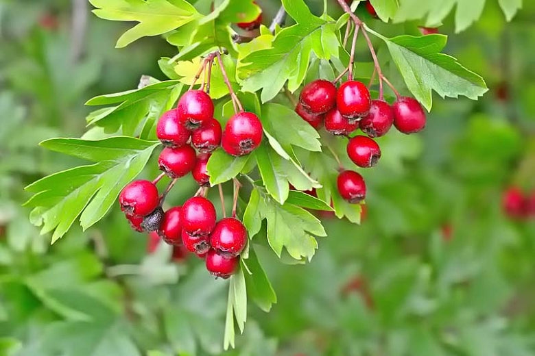 English Hawthorn Crataegus monogyna 200 Seeds  USA Company