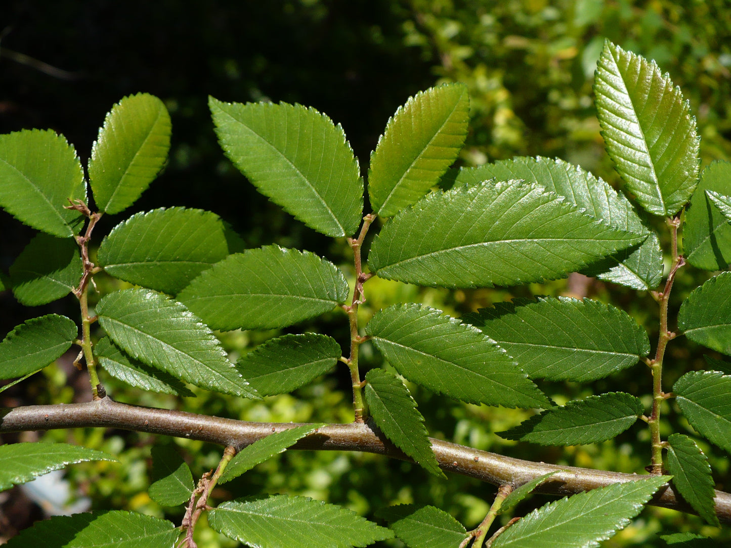 Winged Elm  Ulmus alata  500 Seeds USA Company