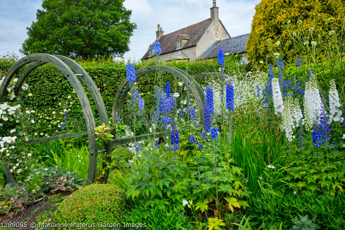 Blue Bird Delphinium 20 Seeds Larkspur Delphinium cultorum