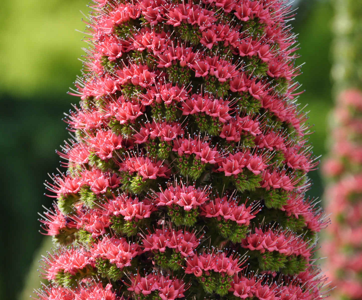 Tower of Jewels Echium wildpretii 20 Seeds  USA Company