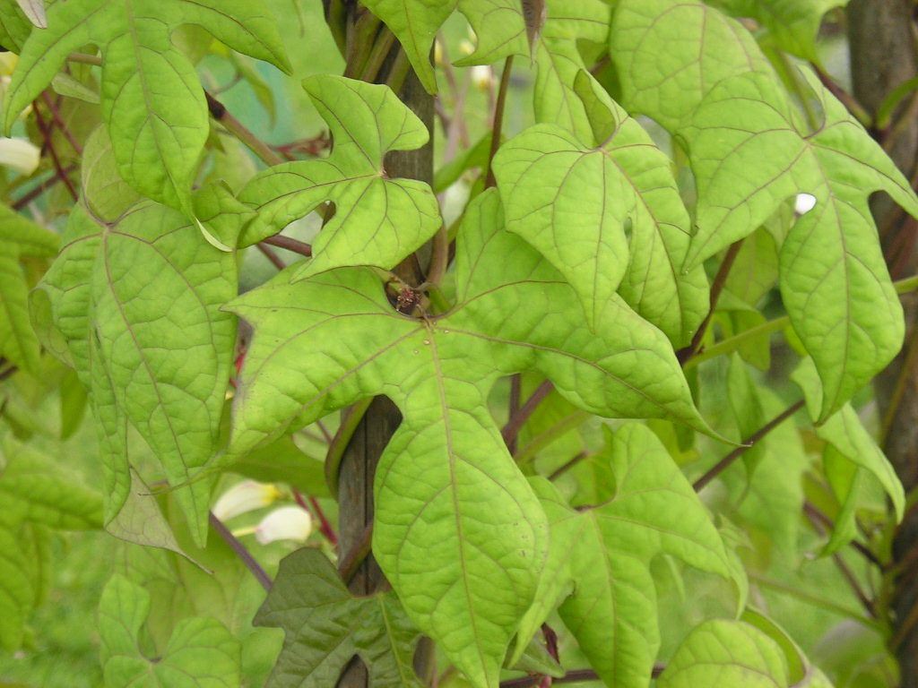 Firecracker Vine Ipomoea lobata 20 Seeds