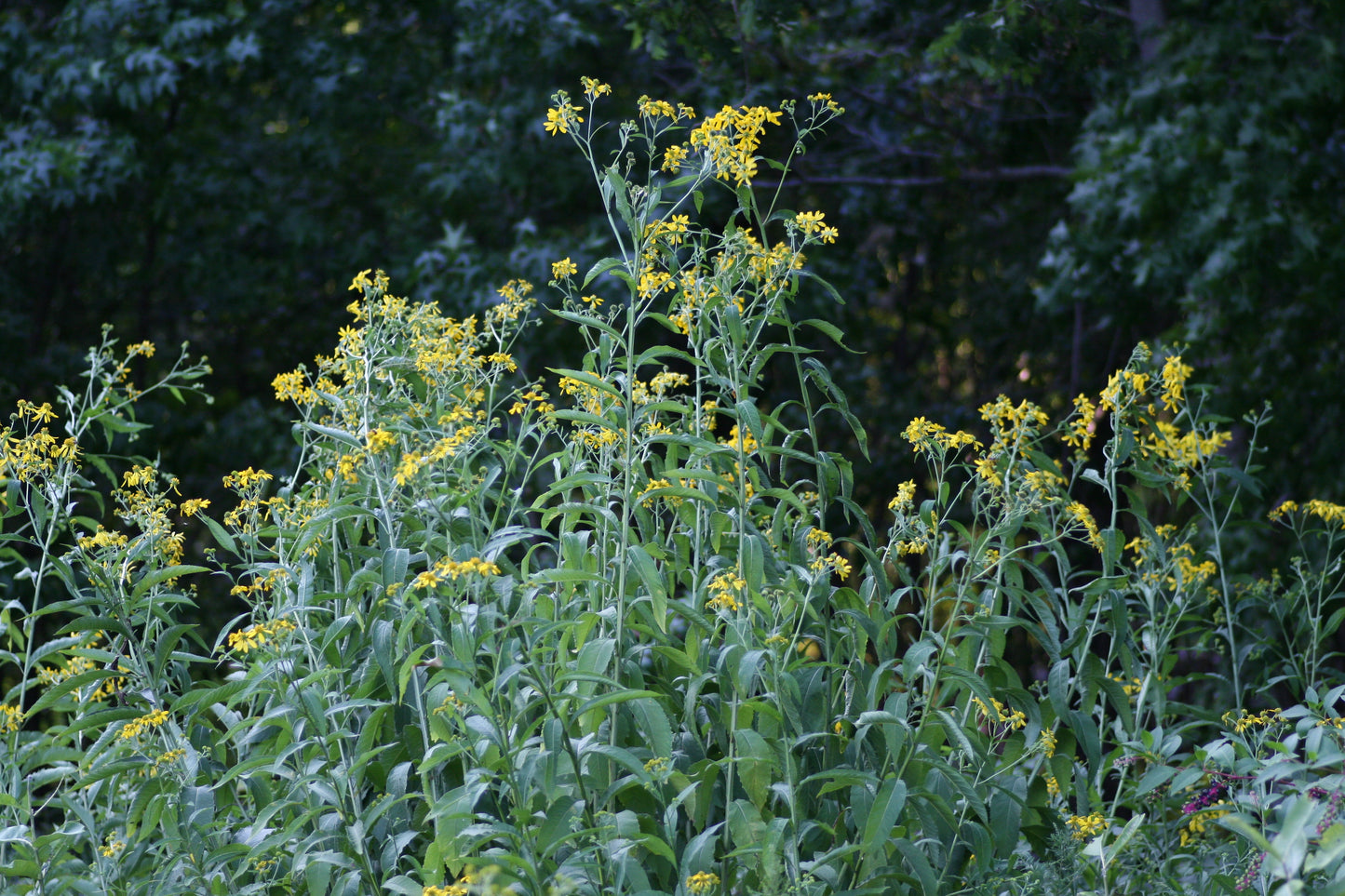 Wingstem Yellow Ironweed Verbesina alternifolia 10 Seeds