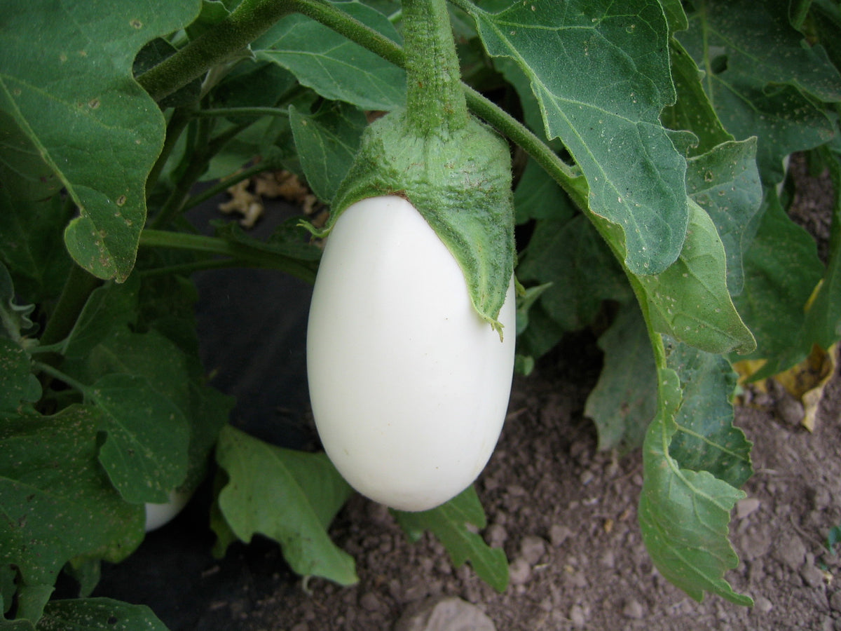 Scarlet Eggplant Fruiting Plant Genus Solanum Stock Photo 1009133449