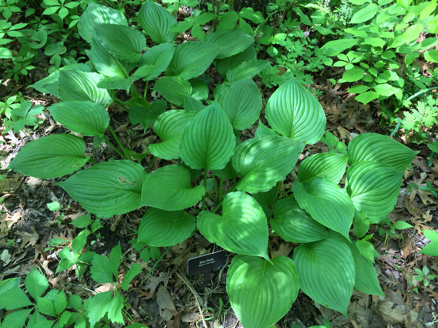 Blue Plantain Lily Hosta ventricosta 100 Seeds