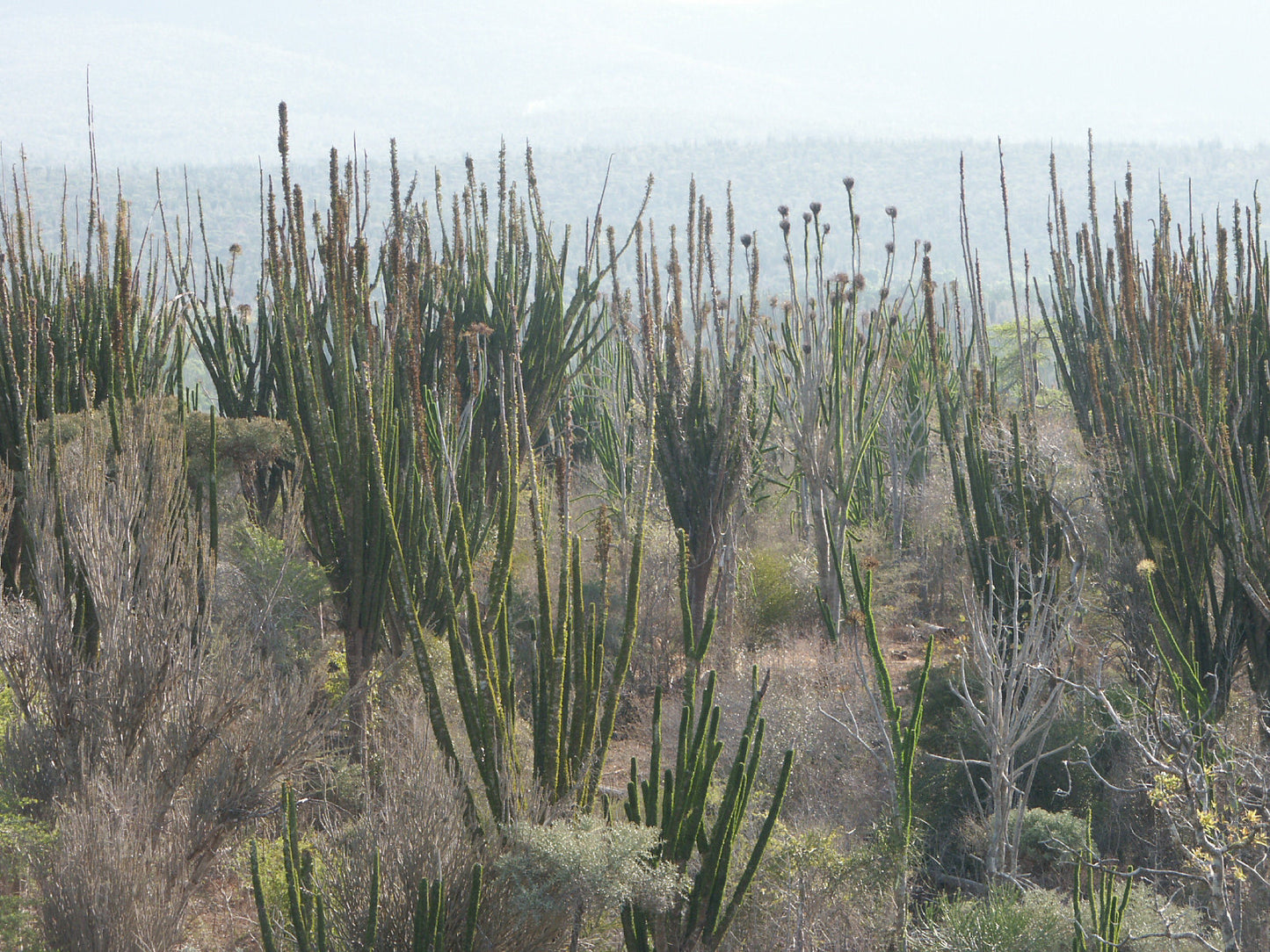 Madagascar Ocotillo 10 Seeds Alluaudia procera