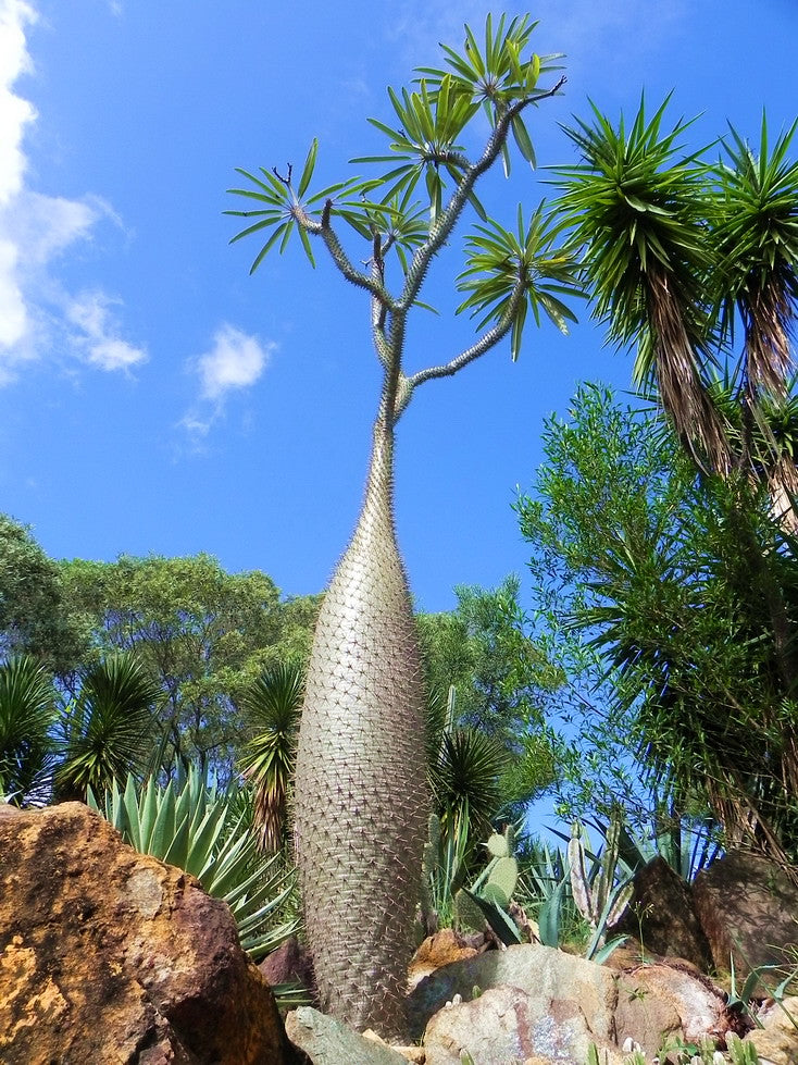 madagascar palm plant Madagascar Palm Pachypodium lamerei 10 Seeds – R&B Floridaseeds