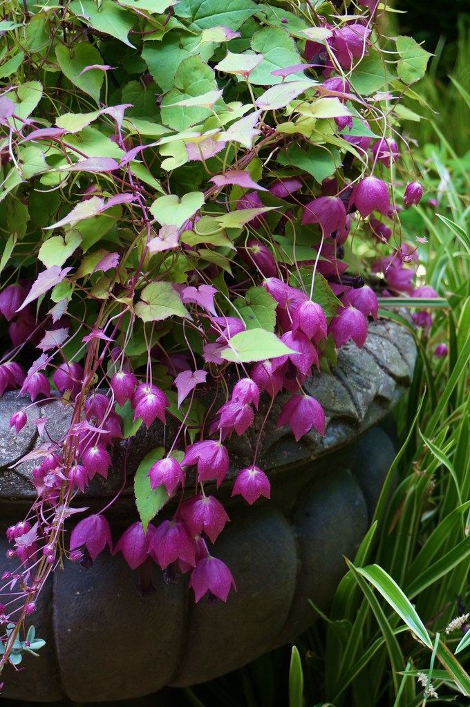 Purple Bell Vine Rhodochiton atrosanguineus 20 Seeds  USA Company