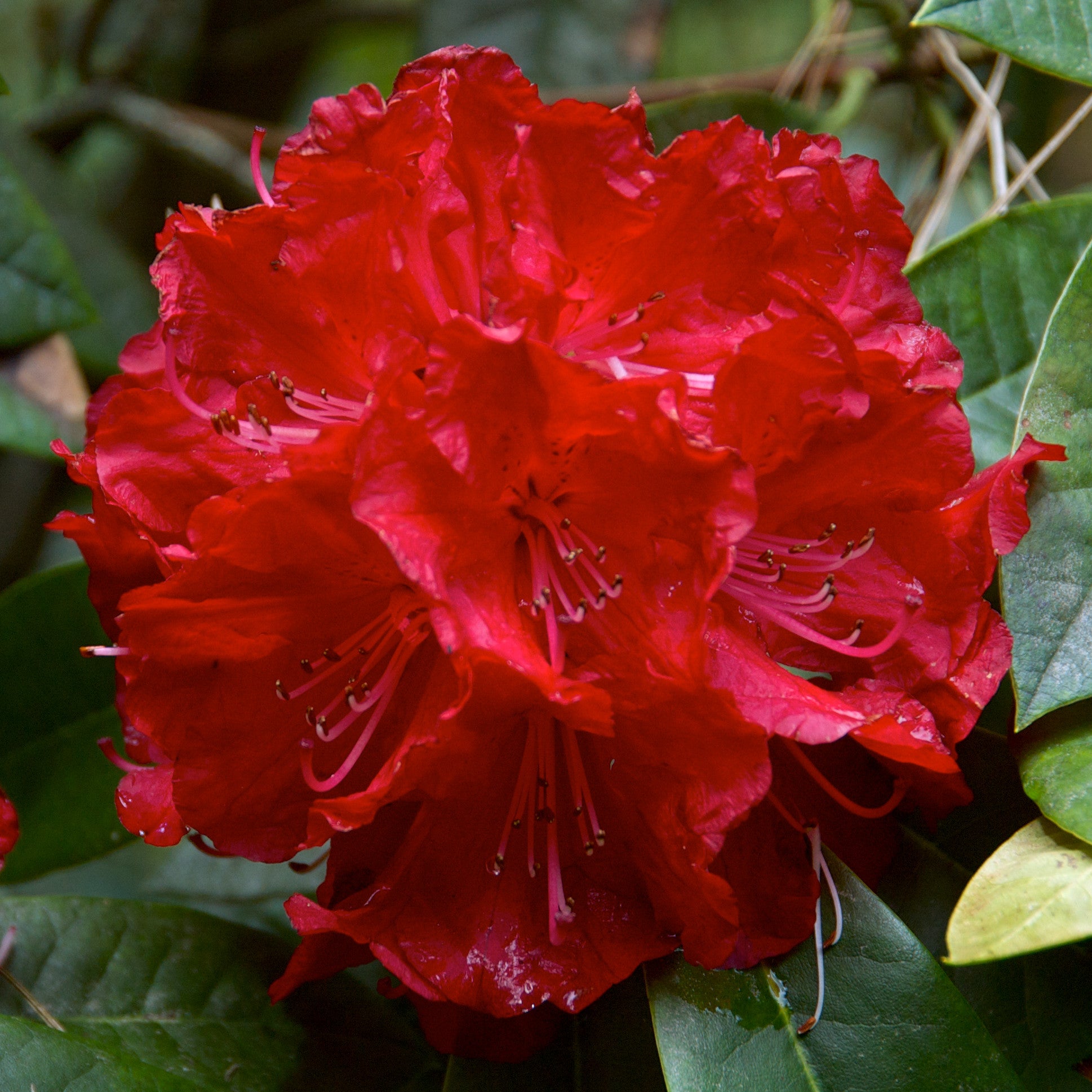 rhododendron flower seeds Tree Rhododendron Rhododendron arboreum 100 Seeds – R&B Floridaseeds