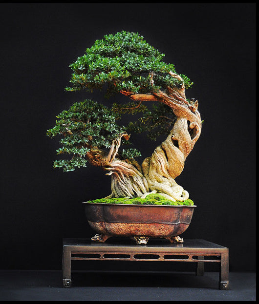 Common Boxwood Buxus sempervirens 100 Seeds