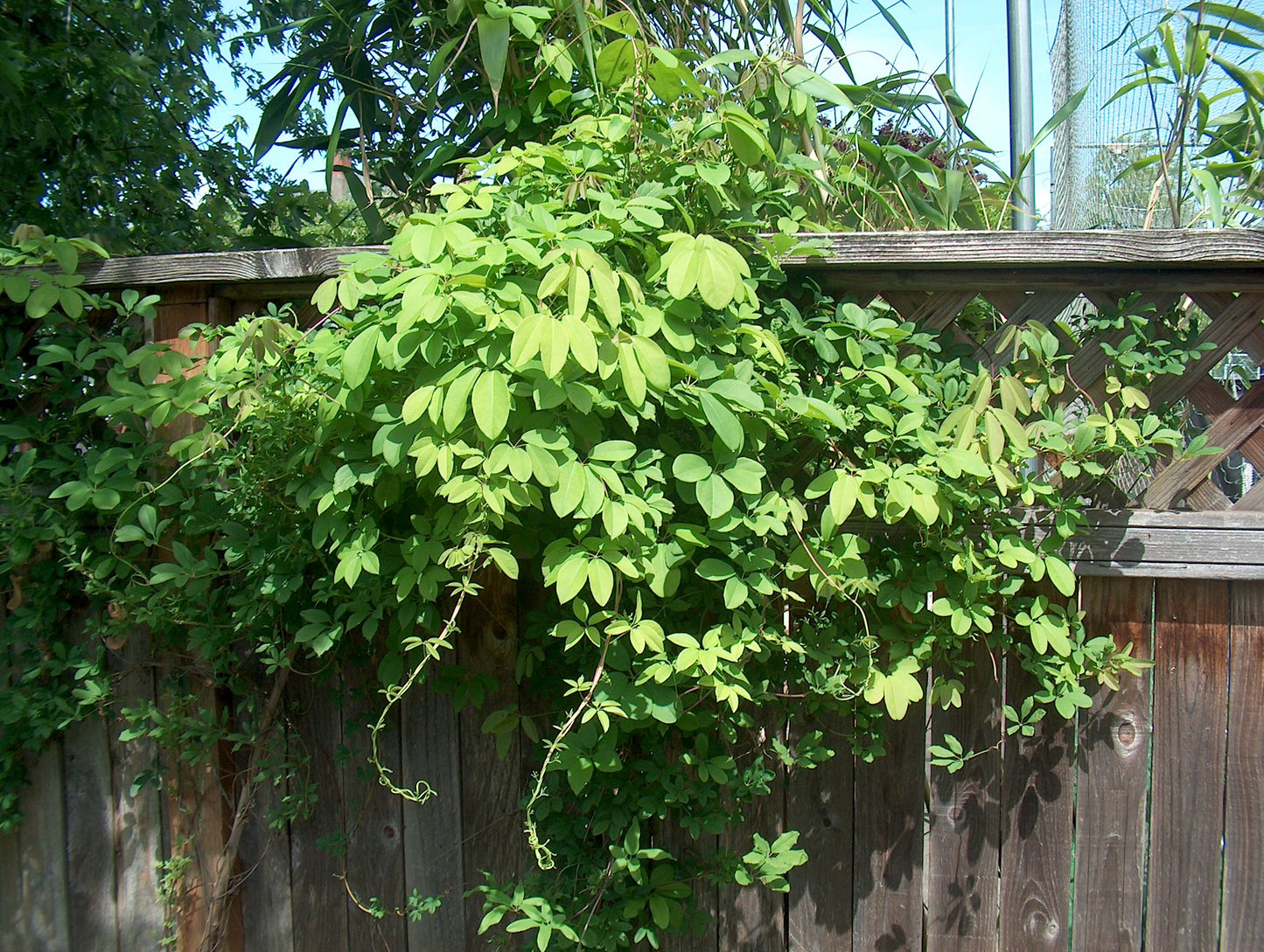 Chocolate Vine Akebia quinata 20 Seeds