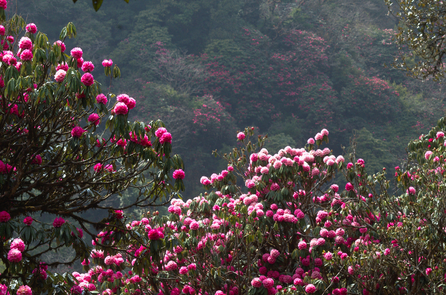 Tree Rhododendron Rhododendron arboreum 100 Seeds